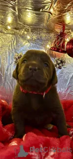 Фото №4. Продажа лабрадудля в Белейл заводчик - цена 55660₽