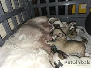 Дополнительные фото: Щенки чихуахуа Мальтипу х чашка.