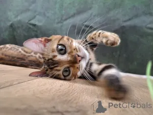 Дополнительные фото: Бенгальская самка