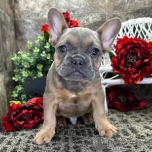 Фото №3. Французский бульдог, кобель, 12 недель, готов к поездке домой..  Германия