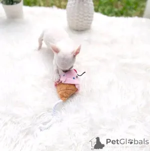 Дополнительные фото: Милые и очаровательные щенки чихуахуа