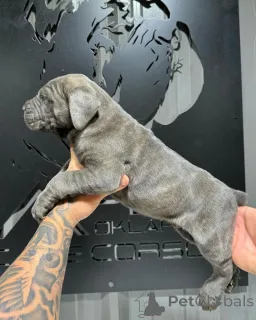 Фото №2 к объявлению №155089 о продаже кане-корсо - купить в Ирландии заводчик