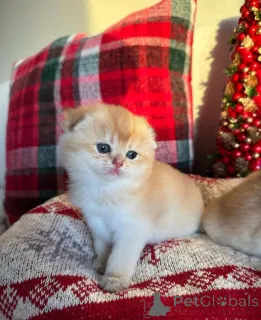 Фото №3. Котята Манчкин на усыновление. У нас есть котята Манчкин на усыновление в любой. Канада