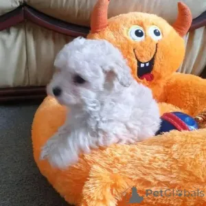 Фото №1. бишон фризе - купить в Берлине за 46384₽. Объявление №137581