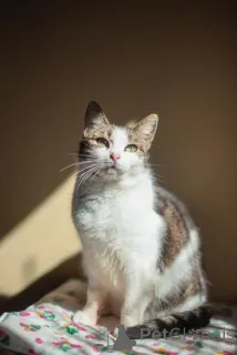 Фото №4. Продам  в Химках из приюта - цена Бесплатно