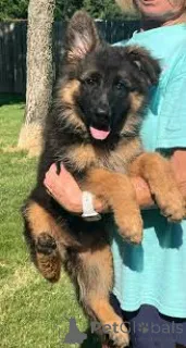 Фото №3. Очаровательные цветы Berger Allemand в продаже.  Франция