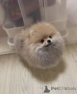 Дополнительные фото: Adorable pomeranian