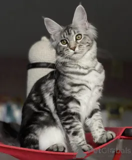 Фото №1. мейн-кун - купить в Баден-Бадене за 88129₽. Объявление №163190