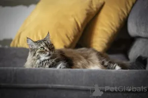 Дополнительные фото: Каждой кошке нужен дом.