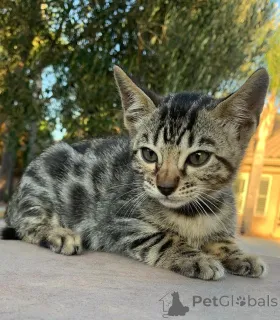 Фото №3. Очаровательные бенгальские котят для усыновления. Германия