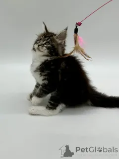 Фото №3. Мейн кун девочка. Украина