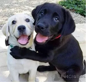 Фото №1. лабрадор-ретривер - купить в Цюрих за 69575₽. Объявление №160466