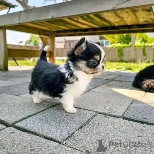 Фото №4. Продажа чихуахуа в Хельсинки частное объявление, из приюта, заводчик - цена 46384₽