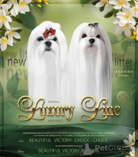 Дополнительные фото: Мальтийские, отличные родословные