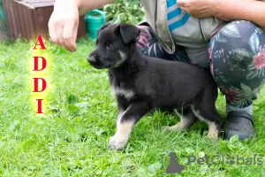 Дополнительные фото: Щенки восточной овчарки ВЕО