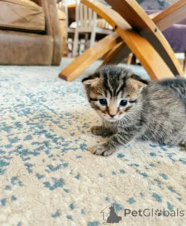 Фото №2 к объявлению №151217 о продаже бенгальская - купить в Австралии заводчик