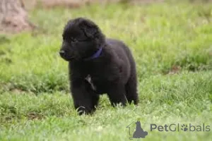 Фото №3. Грюнендаль-Вельпен цу веркауфен.  Бельгия