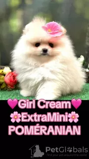 Дополнительные фото: Pomeranian lulu Extra Mini