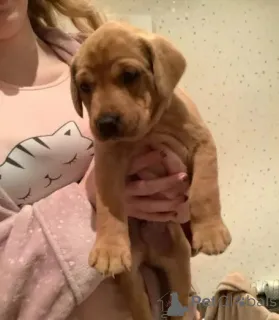 Фото №3. Fox red Labrador Retrievers pups for sale. ..whatsapp me at 44 7453 907158.  Австрия