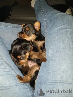 Фото №4. Продажа йоркширского терьера в Terrassa частное объявление - цена 46384₽