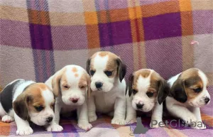 Фото №1. бигль - купить в Ettlink за 32468₽. Объявление №154612