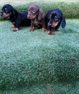 Фото №1. такса - купить в Желтый за 46384₽. Объявление №159426