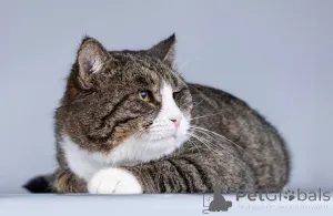 Фото №4. Продам  в Химках частное объявление - цена Бесплатно