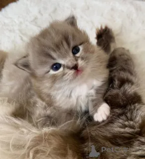 Фото №3. Parduodamas žavingas Ragdoll veislės kačiukas.. Литва