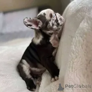 Фото №1.  - купить в Гамильтон за 76388₽. Объявление №163566