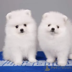 Фото №2 к объявлению №115913 о продаже померанского шпица - купить в Германии заводчик