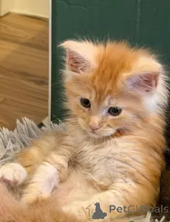 Дополнительные фото: Мейн-кун-Кэтчен