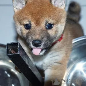 Фото №3. Puhdasrotuisia shiba inu pentuja.  Финляндия