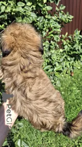 Дополнительные фото: Две чистокровные девочки ши-тцу