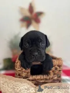 Фото №2 к объявлению №163874 о продаже кане-корсо - купить в Нидерландах частное объявление, заводчик