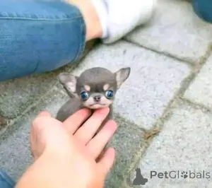 Фото №3. Щенки чихуахуа уже доступны. Бизнес WhatsApp447400576553.  Финляндия