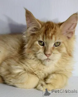 Фото №1. мейн-кун - купить в Градусы за договорная. Объявление №156248