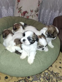 Дополнительные фото: Идеальные чистокровные щенки Ши-Тцу.