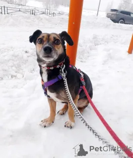 Фото №3. Маленькая хрупкая собачка ищет дом.  Россия