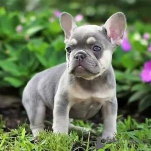 Фото №4. Продажа французского бульдога в Люксембург частное объявление, заводчик - цена 111320₽