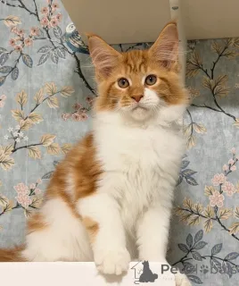 Фото №3. *TICA REG* КОТЯТА ИМБИРНОГО МЕЙН-КУНА. США