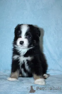 Фото №1. австралийская овчарка - купить в Эсссинген Ам Некар за 83490₽. Объявление №150736