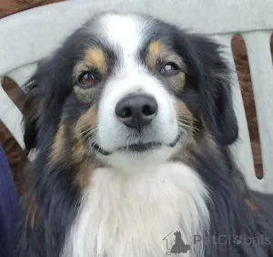 Фото №3. Красивый миниатюрный блю-мерль МАС.  Польша