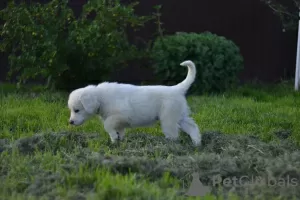 Дополнительные фото: Щенки породы Словацкий Чувач