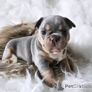 Фото №4. Продажа французского бульдога в Париже частное объявление, из приюта - цена 231918₽