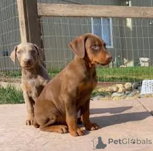 Фото №3. Доберман-Вельпен цу веркауфен.  Германия