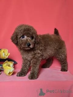 Дополнительные фото: Rote Zwerg pudel welpen