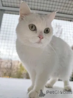 Фото №2 к объявлению №163544 о продаже  - купить в России частное объявление