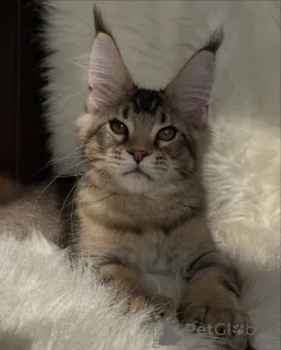 Дополнительные фото: Там, где спокойствие, там Уиллоу сердцебиение каждого уютного дома.