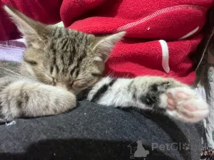 Дополнительные фото: Это Салинка! Чудесная нежная девочка!