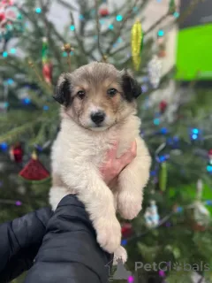 Дополнительные фото: Чудесная малышка Снежа ищет дом. В добрые руки.